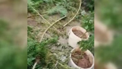 Uyuşturucu operasyonunda yakalanan 12 zanlıdan 1'i tutuklandı