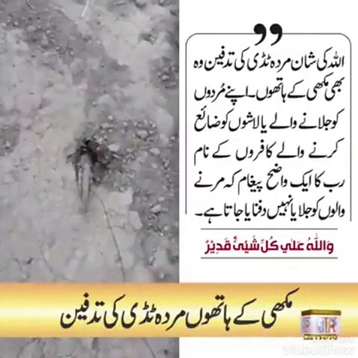 وَاللّه_عَلٰي_كُلِّ_شَيْئٍ_قَدِيْرٌ_ایک_مکھی_کے_ہاتھوں_مردہ_ٹڈی_کی_تدفین Allah is great