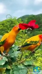 Beautiful telawate Quran in beautiful nature