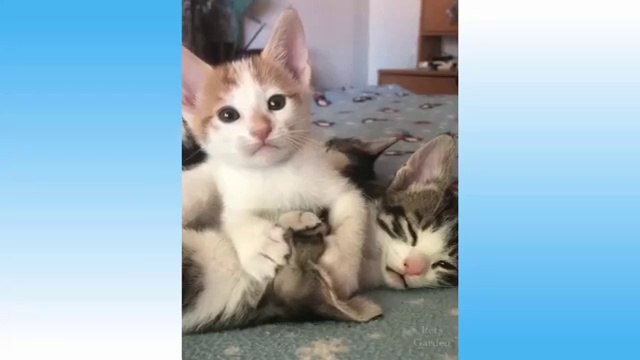 Funny pets||funny cats and funny dogs video compilation 2021||cute cats and dogs|try not to laugh