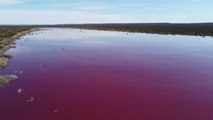 Ecologistas alertan del color rosa de una laguna al sur de Argentina