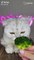 “Cat Kitty Cat Cat Kitty Cat Cat” TikTok Trend Cute Animals Editions - Cutest Animals On TikTok #15