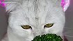 “Cat Kitty Cat Cat Kitty Cat Cat” TikTok Trend Cute Animals Editions - Cutest Animals On TikTok #15