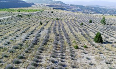 Son dakika haber: Eski maden sahasından lavanta kokuları yükseliyor