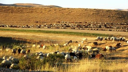 Muş'ta 3 ayı yaylada geçiren çiftçiler köylerine dönmeye başladı