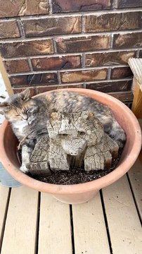 Strange Garden Seems to Grow Cats