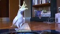 Guitar Playing parrot   funny pet bird cockatoo video_