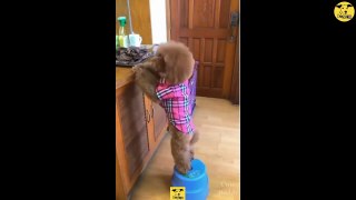 Funny Dogs | Cute baby Dog Videos | Dogs PRO Compilation 13