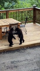 Black Bear Cubs Wrestle on Patio