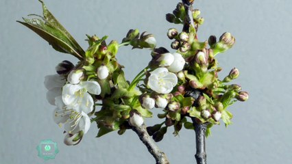 Super Relaxing Flute Music: Slowly cool down your anxiety.