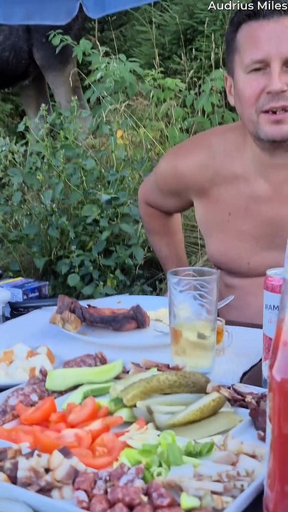 Wild Neighbors Drop By to Use Backyard Pool