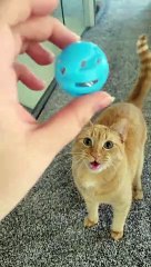 Playful Kitty Demands Game of Fetch