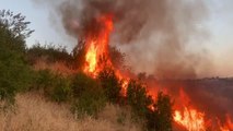 Anız yangını ağaçlığa sıçradı, 50 dönüm alan zarar gördü