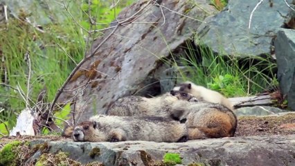 Relaxing & Meditation Music | An Amazing View Of Creatures | 60 FPS | Full HD