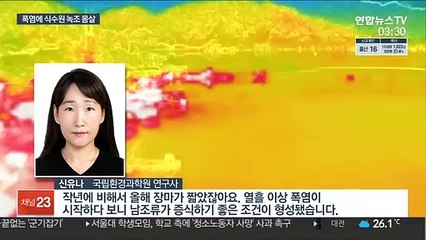 폭염 때마다 반복되는 녹조…해결 방법 없나