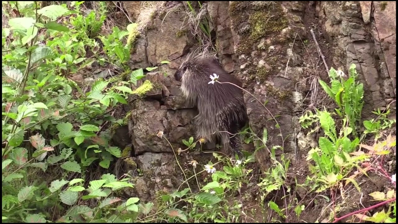 Bird  the Moraine Lake india Nature Relaxation Videos for Cats to Watch ! devnarayan vlog mix