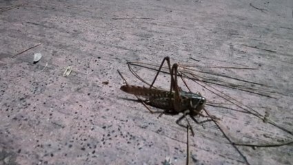 Arnavutköy'de artan çekirgeler vatandaşları rahatsız ediyor