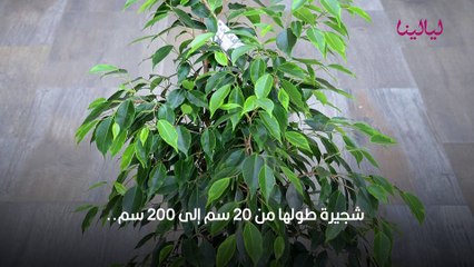 أفضل 10 نباتات زينة منزلية داخلية