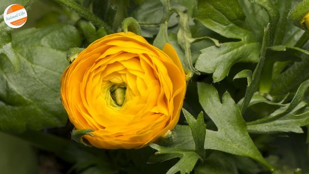 Beautiful Flower Bloom : Ranunculus Bloom