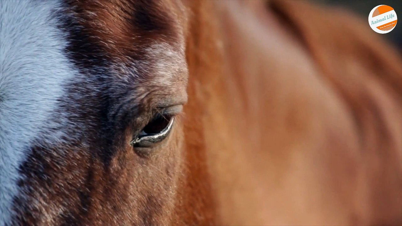Horse Winks Multiple Times