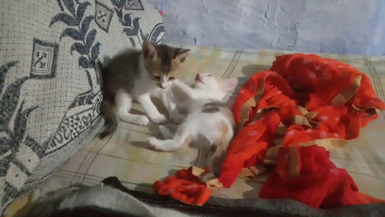 Two Cute Kitten playing