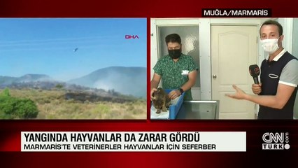 Marmaris'te veterinerler hayvanlar için seferber