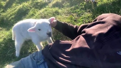 Cute Lamb Needs Attention
