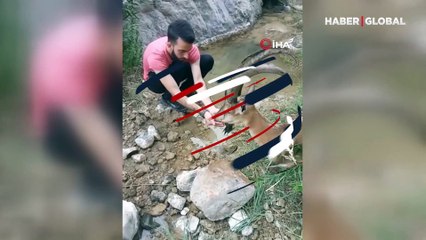 Yaralı dağ keçisini kilometrelerce taşıdılar