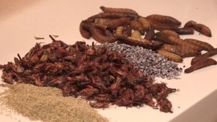 Los insectos, la nueva proteína aprobada en Portugal