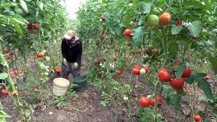 Amasya'da domates, üreticisini sevindirdi