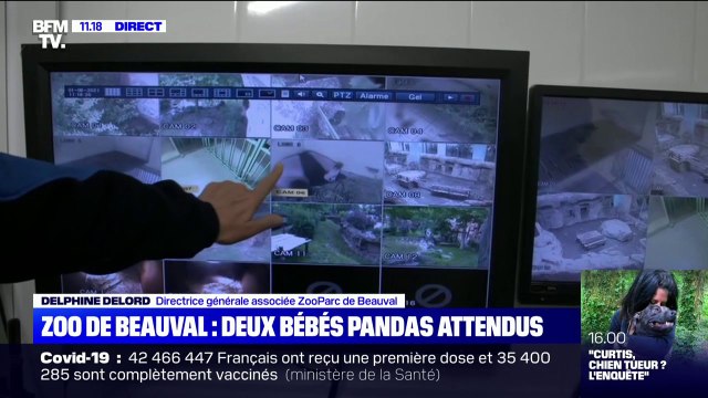 Au ZooParc de Beauval, la femelle panda prête à accoucher est très surveillée par les soignants