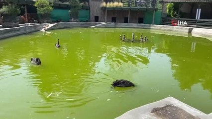 Hayvanat bahçesi kapılarını bu kez Türkiye'nin akciğerleri için açtı