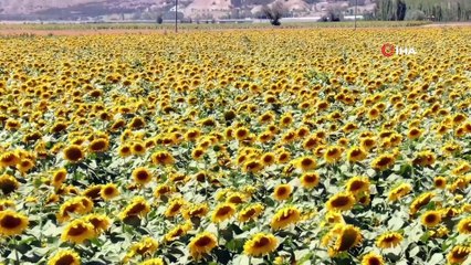 Çiçek açan günebakanlar ortaya kartpostallık görüntüler çıkardı