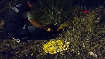 İstanbul'da zabıtalar tilki besledi