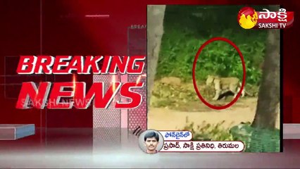 తిరుమలలో చిరుతపులి హల్ చల్