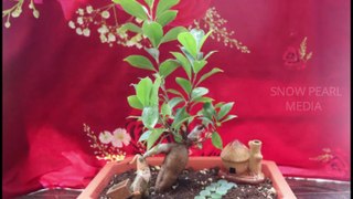 Bonsai Tree Planting | Gardening #2