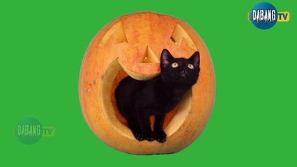 Beautiful and Funny Cats Video Series compilation #13 | Cute Cats Collection Pets & Animals #Shorts