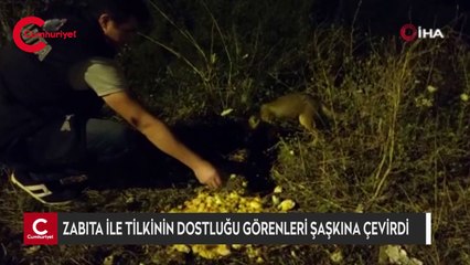 Zabıta ile tilkilerin dostluğu görenleri şaşkına çevirdi