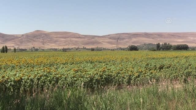 Çerezlik ayçiçeği ekim alanları yaygınlaşıyor