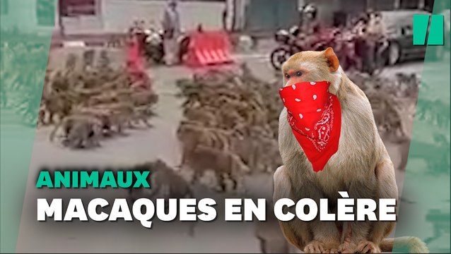 Des gangs de macaques s'affrontent en pleine rue en Thaïlande