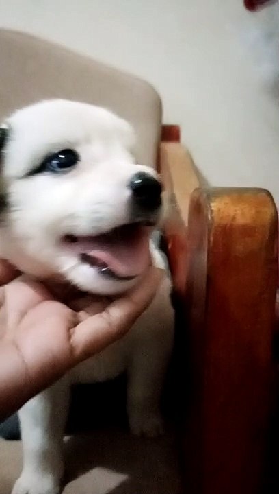 My Dog