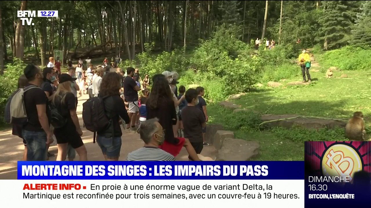 En Alsace, le parc animalier de la Montagne des singes a vu sa fréquentation baisser après l'instauration du pass sanitaire