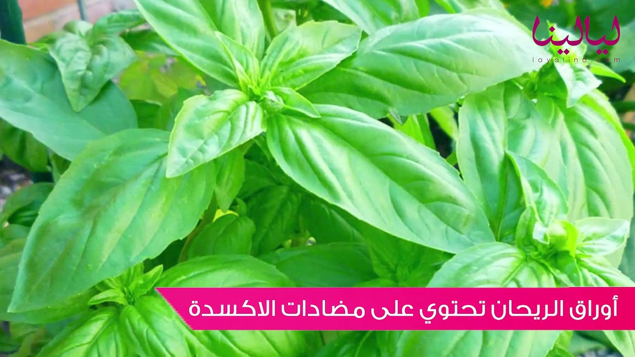 توب 5-فوائد أوراق الريحان