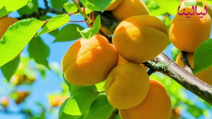 توب 5-فوائد فاكهة المشمش