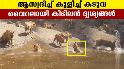 Visuals of tigers bathing