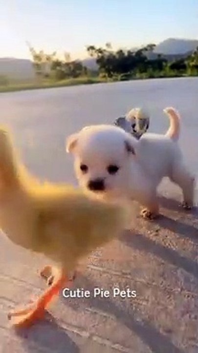 Adorable Puppy and Ducklings Best Friend Status
