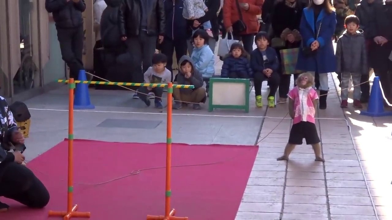 cute monkey attraction