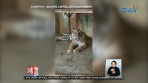 2 Sumatran tigers, gumaling sa COVID-19 | 24 Oras Weekend