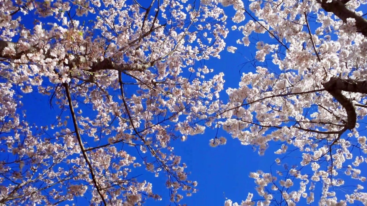 Stress busting Music with beautiful white flowers!