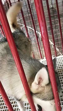 Cute Pia Mommy Husky